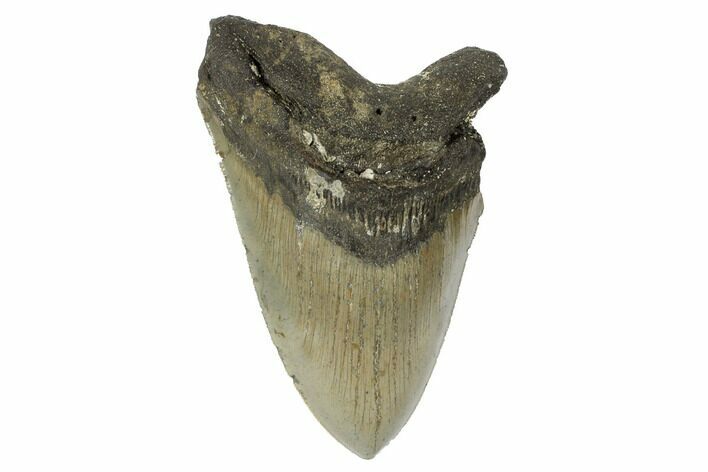Serrated, Fossil Megalodon Tooth - North Carolina #188225